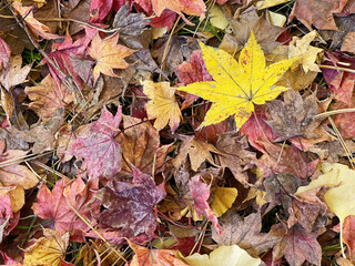 紅葉と落ち葉の絨毯