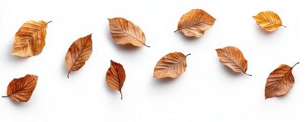 Fototapeta premium This collection of dry, dried autumn tree leaves is isolated on a flat background for autumn designs.