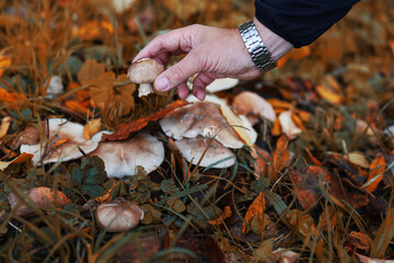 a man's hand cuts off a butterdish mushroom after the rain