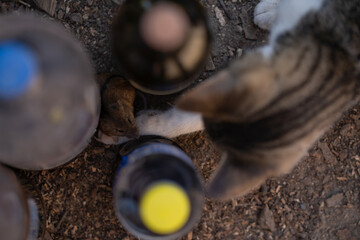 A cat catching a wild mouse at the village farm. The agile feline running after food. Hunting...
