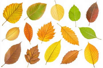 Fototapeta premium A set or collection of colorful fallen autumn leaves isolated on a white background, a herbarium of leaves from different trees