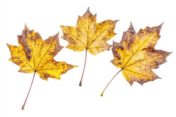 A heap of fallen maple leaves isolated on a transparent background. Autumn foliage, dry and brown.