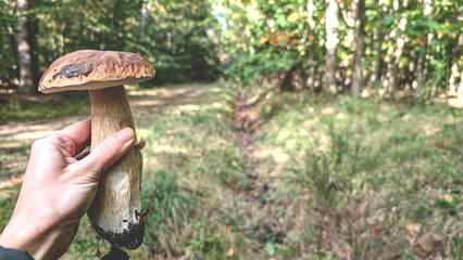 Hand holding mushroom Boletus edulis Cepe de Bordeaux Porcini mushroom Edible mushroom, forest blurred background