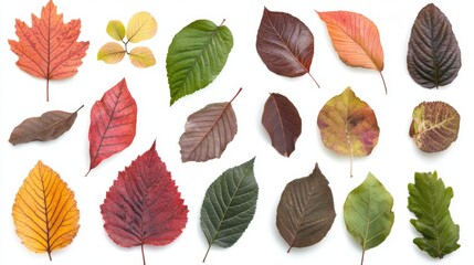 Fototapeta premium Leaf collection of autumn fallen leaves in yellow, orange, and brown colors. There are leaves from oaks, apples, maples, aspens, hawthorns, and ash.