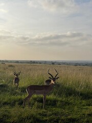 Impala in Nairobi National Park