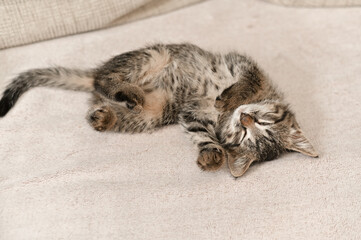 A beautiful kitten is sleeping on the couch