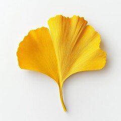 Naklejka premium Isolated yellow fresh ginkgo leaf close-up, cut out clipping path, eco-friendly environment concept.