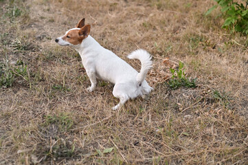 Jack Russell Terrier poops urinating on the field