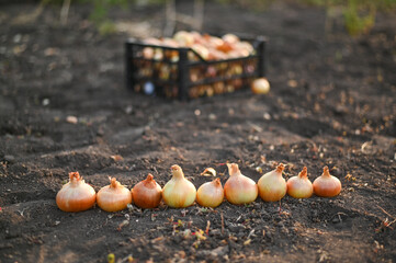 Obraz premium A box of onions is on the ground. harvest