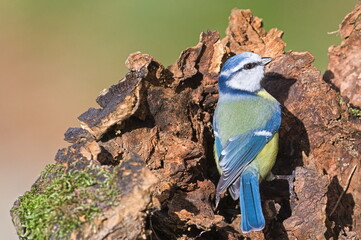 Cyanistes caeruleus aka blue tit on dry tree. Isolated on clear blurred background. Close-up portrait. 