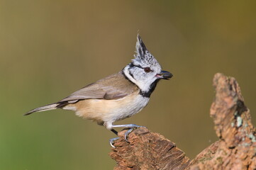 Fototapeta premium Lophophanes cristatus aka Crested tit with the seed in her beak. Lovely small bird with topknot and red eyes. Isolated on clear blurred background.