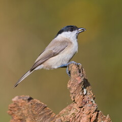 Obraz premium Poecile palustris aka marsh tit perched on the branch in the forest. Common bird in Czech republic. Isolated on blurred background.