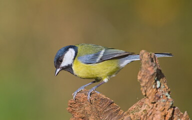 Naklejka premium Parus major aka great tit perched on the dry tree. Common bird in Czech republic. Isolated on blurred background.