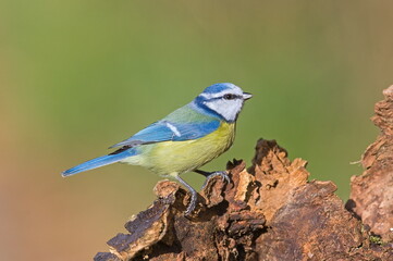 Cyanistes caeruleus aka blue tit on dry tree. Isolated on clear blurred background. Close-up portrait. 