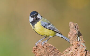 Parus major aka great tit perched on the tree branch. Common bird in Czech republic. Close-up portrait isolated on blurred background. Funny eye to eye look.	