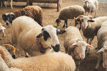 Sheeps behind a fence on a farm.
