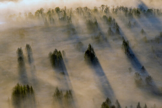 Fototapeta Aerial view of a beautiful forest shrouded in fog with shadows and trees, Tver Oblast, Russia.