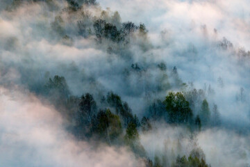 Aerial view of breathtaking fog-covered forest among trees, Sverdlovsk Oblast, Russia.