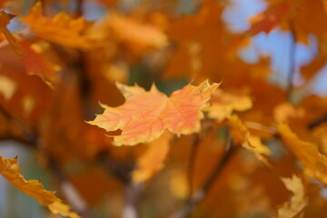 Golden and Red-Orange Autumn Maple Leaves on a Tree Against a Blurry Sky Background. Soft, Dreamy Fall Scene Perfect for Seasonal Wallpaper with Warm, Vibrant Colors.