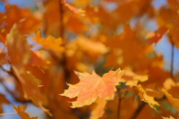 Golden and Red-Orange Autumn Maple Leaves on a Tree Against a Blurry Sky Background. Soft, Dreamy Fall Scene Perfect for Seasonal Wallpaper with Warm, Vibrant Colors.