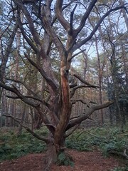 Fototapeta premium tree in the forest
