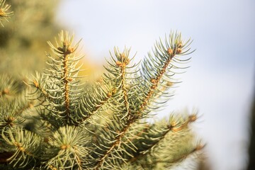 Coniferous spruce tree with needles for Christmas decoration close-up.