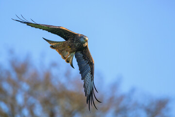 Red Kite, Milvus milvus, bird in flight