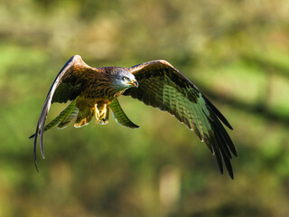Red Kite, Milvus milvus, bird in flight