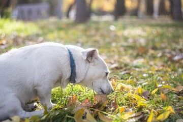 Photo of a Jack Russell Terrier dog
