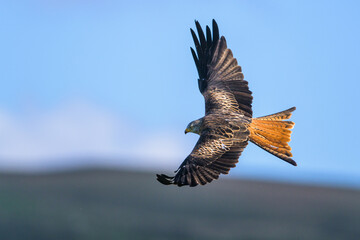 Red Kite, Milvus milvus, bird in flight