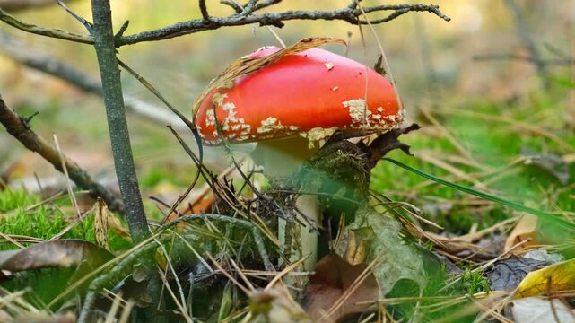 Red Amanita mushroom growing in a forest, highlighted for their potential use in microdosing practices, studied for effects on mental clarity and well-being.