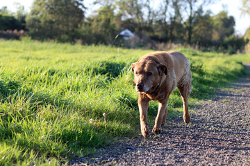 Dog on a walk in the field. Labrador Retriever close up photo. Dog running on a rural road in the...