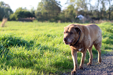 Dog on a walk in the field. Labrador Retriever close up photo. Dog running on a rural road in the countryside. Dog in the field.