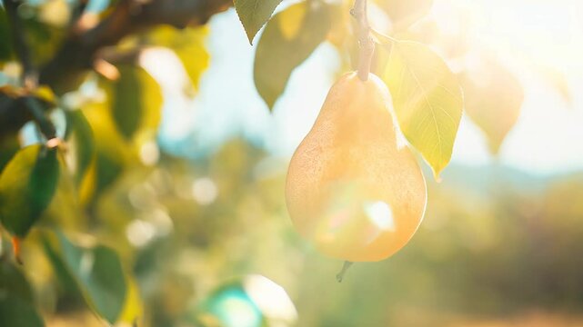 A pear on a tree branch in a orchard