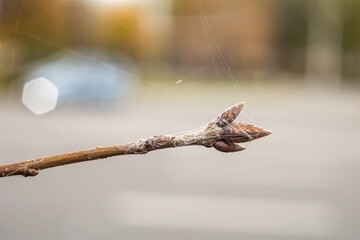 Screensaver background of a branch with a bud on a blurred background