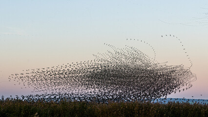 Stare  (Sturnus vulgaris)am Abend auf dem Weg zum Schlafplatz im Schilf des Federsees