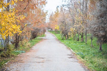 Obraz premium Natural screensaver and background with autumn theme and seasonal colors landscape