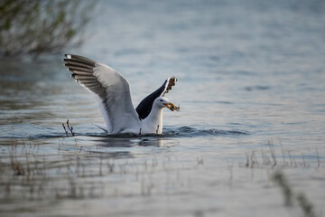 Kelp gull, Larus dominicanus, fishing a crab in the lake with stretched wings
