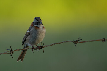 Cute Andean Sparrow posing peaceful on a barbed wire. Green out of focus background. Zonotrichia capensis