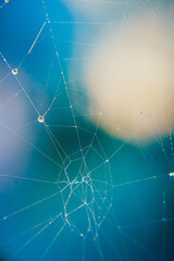 dew drops on a spider's web in the rays of the sun