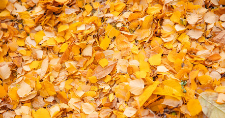 Background Yellow autumn leaves of birch, sunny day