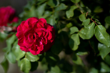 natural garden rose macro detail shot, the most colorful rose detail photo