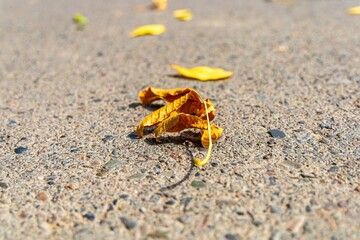 Experience the enchanting beauty of nature in autumn as tree branches come alive with vibrant hues of yellow and brown. Capture the mesmerizing closeup of seasonal leaves
