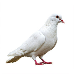 Naklejka premium A pure white dove, a symbol of peace, stands gracefully against a white background