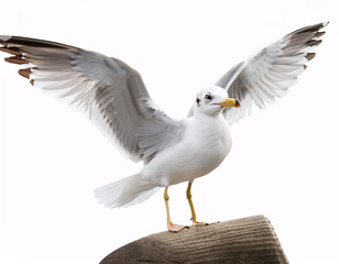 Fototapeta premium A seagull with a white head and a blue-grey body, standing on a brown surface