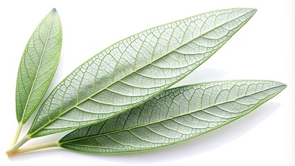 Fototapeta premium Delicate Veins of Nature's Design Three Green Leaves with Intricate Network of Veins Intertwined in a Symmetrical Arrangement