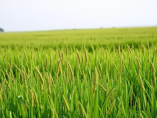 Tall green grass swaying in the wind in a vast countryside field, peaceful, calm, tall