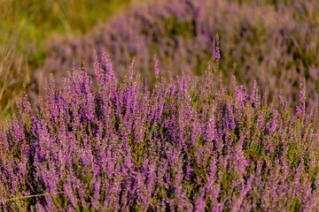 Selective focus of purple flowers in the filed, Calluna vulgaris (Heide, Heath, ling or simply...