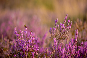 Selective focus of purple flowers in the filed, Calluna vulgaris (Heide, Heath, ling or simply...