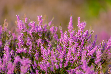 Selective focus of purple flowers in the filed, Calluna vulgaris (Heide, Heath, ling or simply...